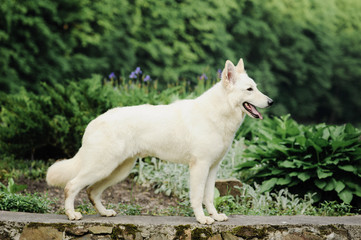 Beautiful dog of snowy white color of big white swiss shepherd breed. Happy smiling look, standing...