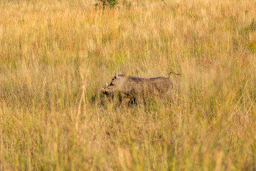 Common warthog running