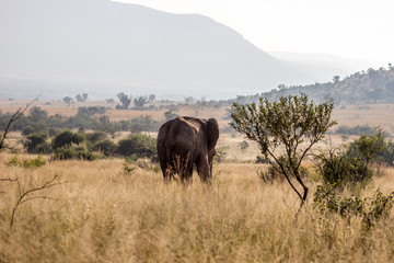 African Elephant