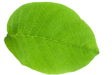 green leaf background, leaf texture and structure