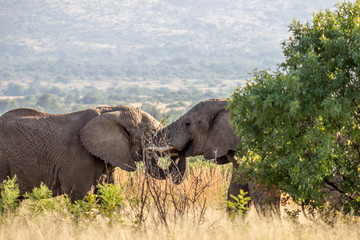 African Elephant Fighting