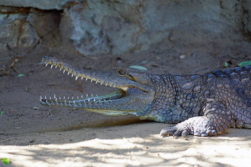 A crocodile in a zoo in Australia