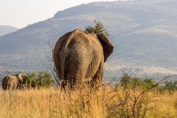 African Elephant