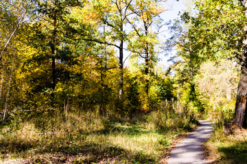 pictured in the photo Autumn forest nature.