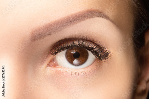 Brown Eye With False Long Lashes Closeup Brown Color Eye Brown Eye With False Long Lashes Closeup Brown Color Eye