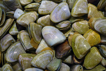 Fresh pipi shell (Paphies australis) for sale at a fish market in Sydney, Australia