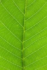 green leaf background, leaf texture and structure