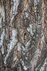 The structure of black and white birch bark of birch closeup