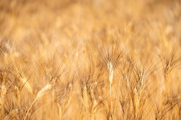 Selective focus landscape beautiful nature organic golden barley wheat crop in wheat field with blurred rural scenery wheat field before harvest the grain at sunset in sunny shining day backgrounds.
