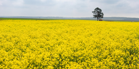 Yellow colza field and green tree in the morning in the fog at sunrise landscape. Wide panorama