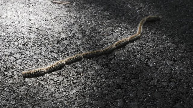 Pine processionary caterpillar (Thaumetopoea pityocampa) in Portugal crossing a tarmac road in dappled sunlight following the leader leadership example