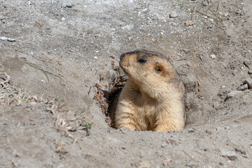 Funny marmot peeking out of a burrow in Himalayas mountain, Ladakh, India. Nature and travel concept