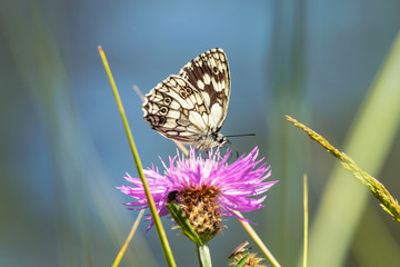 Butterfly on pink flower in meadow