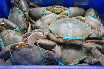 Mud crab (Scylla serrata) for sale at a seafood market in Sydney, Australia