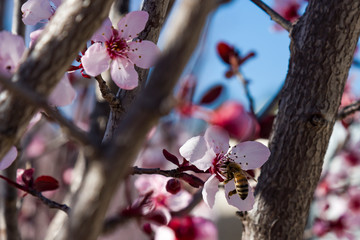 A bee flying over an almond flower