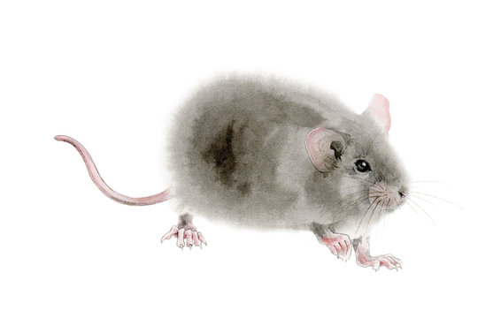 Watercolor mouse (rat) illustration. Hand drawn illustration of a cute fluffy gray rat with pink ears and small tail, isolaterd on white background