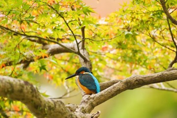 紅葉し始めた木に止まるカワセミです。