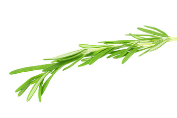 fresh rosemary leaves isolated on white background.