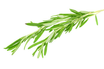 Fototapeta premium fresh rosemary leaves isolated on white background.