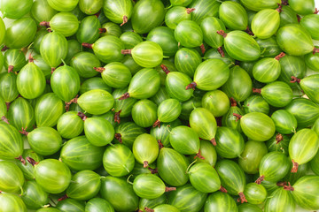 green gooseberry background. green gooseberry texture. Top view.