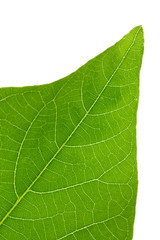 green leaf background, leaf texture and structure