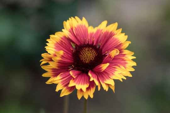 Gaillardia aristata red yellow flower in bloom, common blanketflower flowering plant