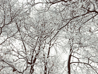 Winter trees with snow