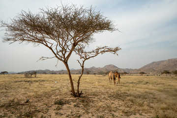 Naklejka na ściany i meble Wild camels on grassland in Taif Region, Saudi Arabia