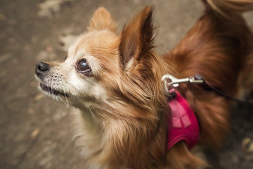 Chihuahua