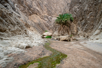 Rough landscape with a small river and a palm tree in a Wadi in northern Saudi Arabia