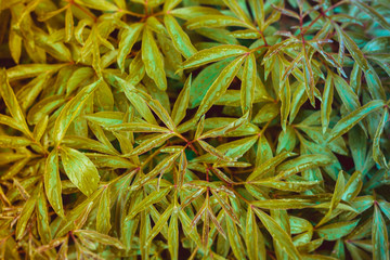 background with green leaves