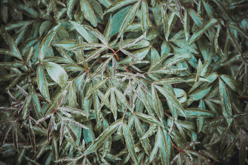 background with green leaves