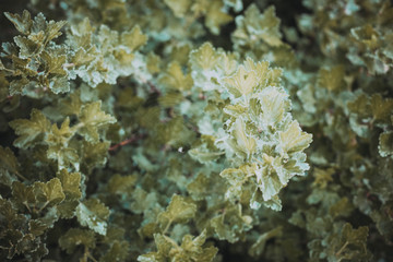 background with green leaves