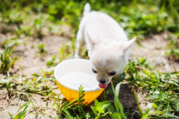 Little chihuahua eating feed in dog bowl