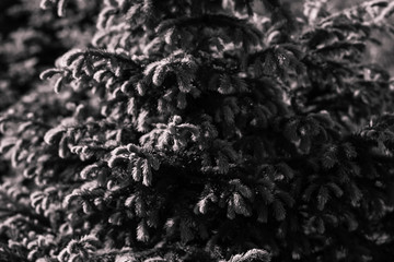 Christmas tree branches background