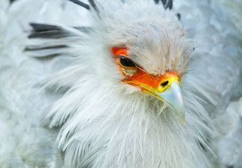 Secretarybird or Secretary Bird (Sagittarius serpentarius)