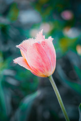 one tulip in the garden