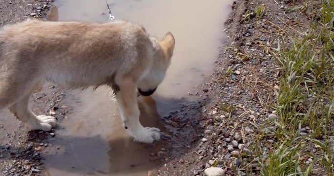 Baby gray wolf pup playing in a puddle of water.