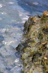Two shore crabs Pachygrapsus marmoratus on the sea rocks. Selective focus