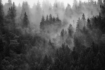 Cercles muraux Forêt dans le brouillard Misty mountain landscape