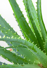 Aloe vera Has Been Widely Grown As An Ornamental Plant. The Species Is Popular With Modern Gardeners As A Putatively Medicinal Plant And For Its Interesting Flowers, Form, And Succulence.