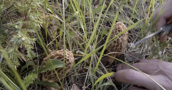 Collecting two morels in tall grass in the forest.