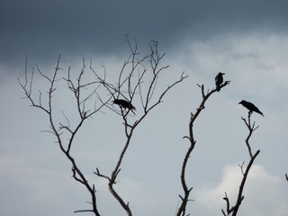 birds on tree