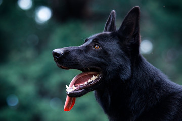 portrait of a black german shepherd dog