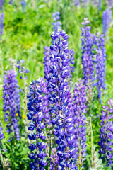 Group of wild flowers of lupins blooming on a meadow, vertical. Blue purple lupine flower, tall stem with most of the petals petty flowers. Beautiful wild flower