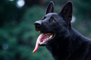 portrait of a black german shepherd dog