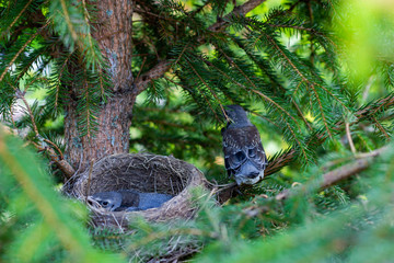 young song thrush sitting on a branch chicks in a nest on a tree branch close up in spring in the sunlight