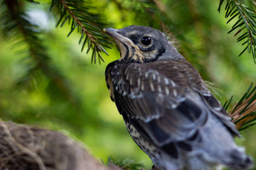 young song thrush sitting on a branch chicks in a nest on a tree branch close up in spring in the sunlight