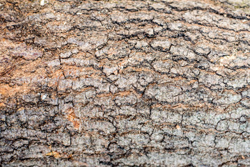Close up texture bark of tree