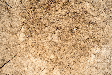 Texture of cut old tree